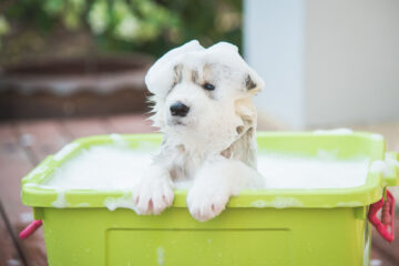 How Often Should You Bathe a Husky? Helpful Tips on Grooming