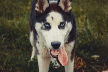 How to Tell If My Husky Is Purebred: The Signs to Watch Out For!