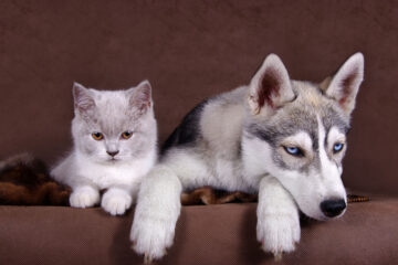 The Secrets on How to Train a Siberian Husky to Like Cats