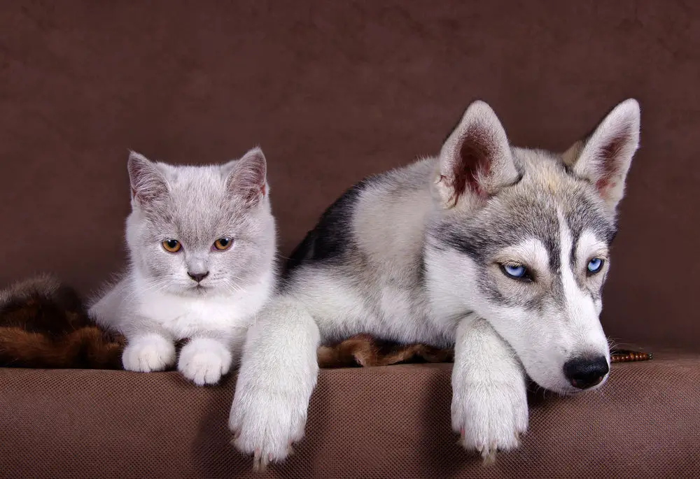 how to train a siberian husky to like cats