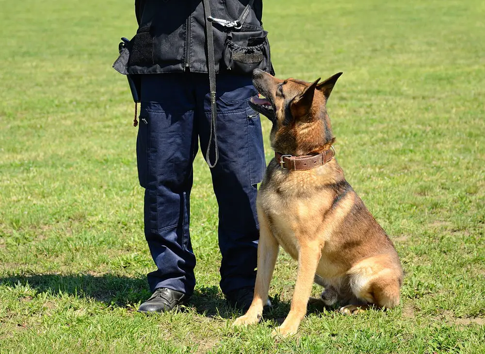 K9 police officer with his dog in training