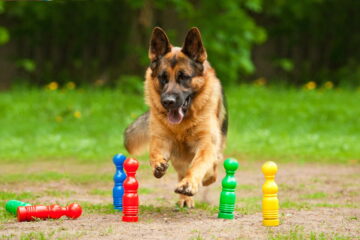 Eight Mind Games For German Shepherds You Should Try Now