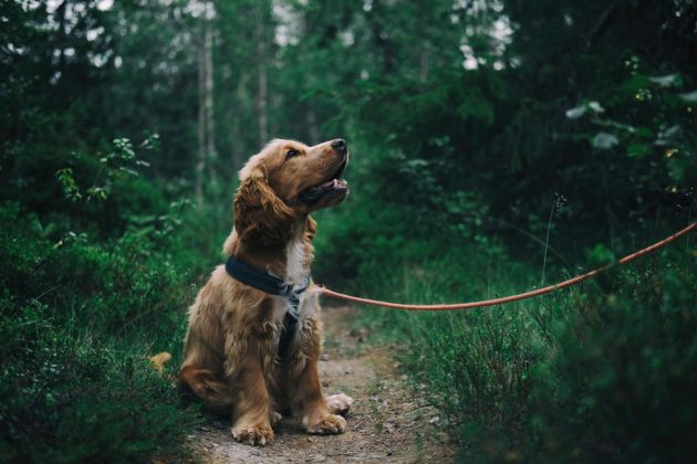 sharing a dog between two homes