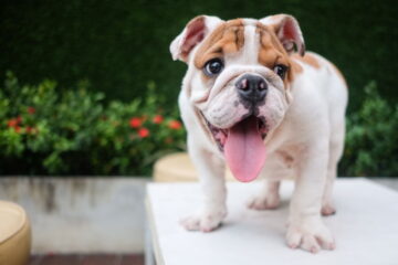 When Do English Bulldogs Stop Growing? The Stages to Learn Now