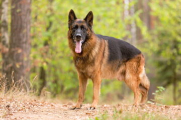 Why Are German Shepherds So Smart? The Facts to Know!