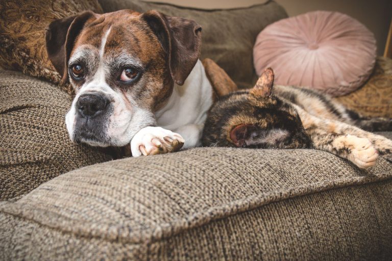are boxers good with cats