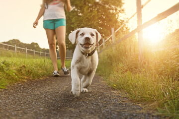 The Best Time to Feed Dog: Before or After Walk? Answers Revealed!