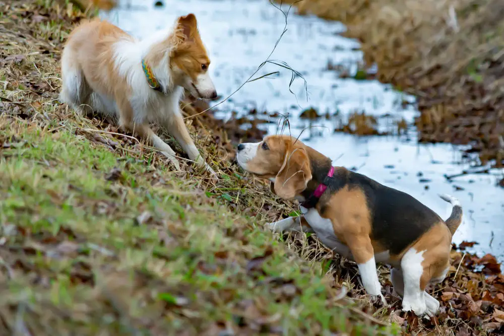 Border collie and beagle