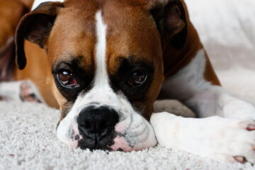 The 5 Common Boxer Dog Eye Problems You Need to Know About