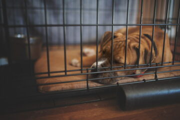 Boxer Puppy Crate Training: 5 Important Steps to Follow