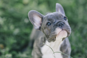 Can French Bulldogs Breed Naturally? The Answer Will Surprise You!