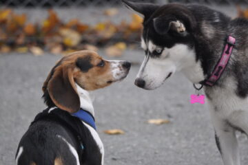 Do Beagles Get Along With Other Dogs? Facts on Owning Multiple Dogs