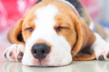 Dog In Deep Sleep, Hard to Wake Up? What to Know About Dogs Sleeping