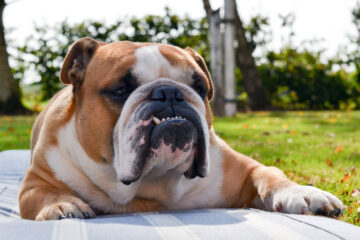 4 Common English Bulldog Teeth Problems For Better Dental Health