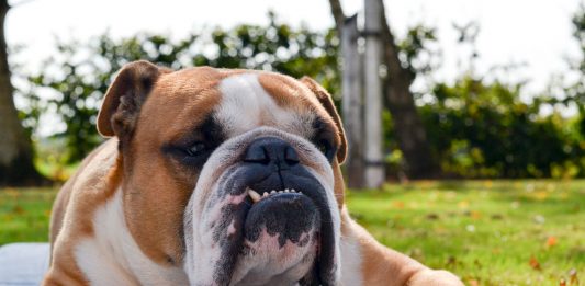 english bulldog teeth problems