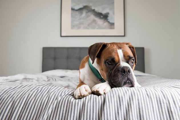 how long do boxers live with cancer