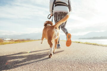 How Much Exercise Does a Beagle Need? Beagle Activity and Care