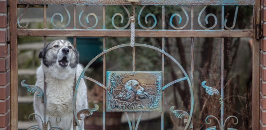 how to deal with neighbor's aggressive dog