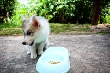 My Husky Is Not Eating! Why It Happens and What to Do