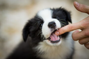 Training a Border Collie Puppy Not to Bite: 5 Easy Steps