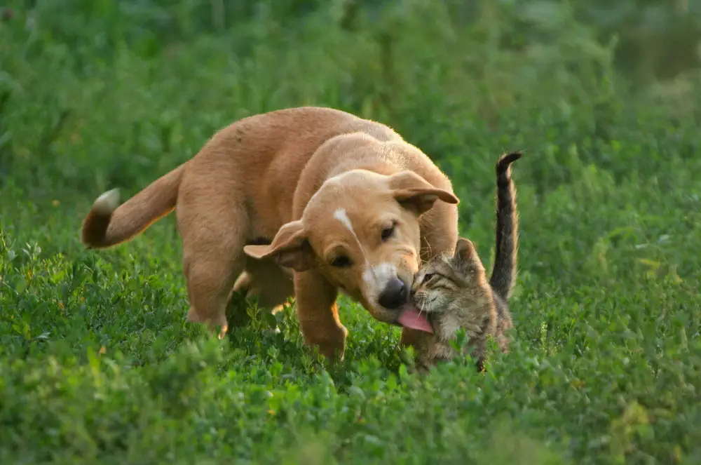 what does it mean when a dog licks a cat