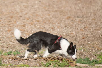 What Does it Mean When a Dog Snorts? The Reasons to Watch Out For