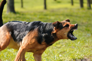 5 Safe Tips on What To Do If An Aggressive Dog Approaches You