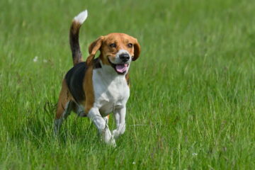 When Do Beagles Calm Down? Tips to Care For a Hyperactive Dog