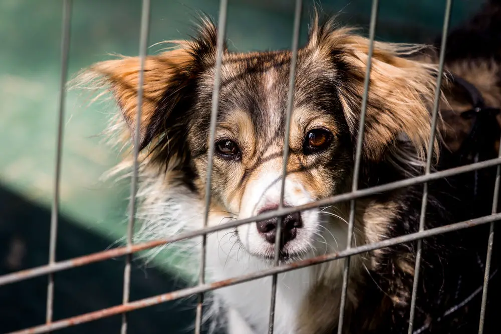 dog abandoned waiting for a home