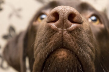 Dog Nose Change From Black to Brown: The Interesting Facts Revealed