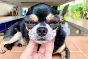 Dog Swollen Eye Home Treatment: 6 Easy Remedies