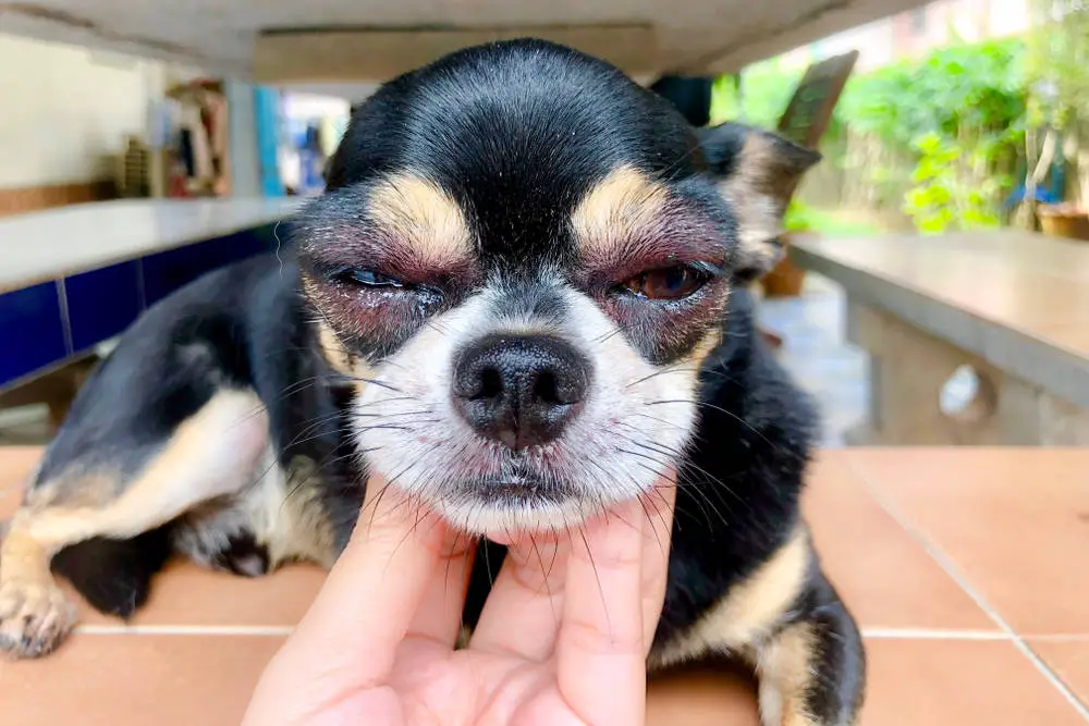 dog swollen eye home treatment
