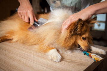 How to Restrain a Dog While Grooming: Helpful Ways to Calm Dogs