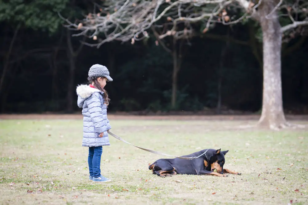 Little girl playing with Doberman
