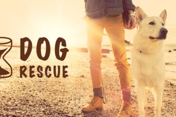 Training A Timid Rescue Dog: The Best Ways For a Happy Pet!