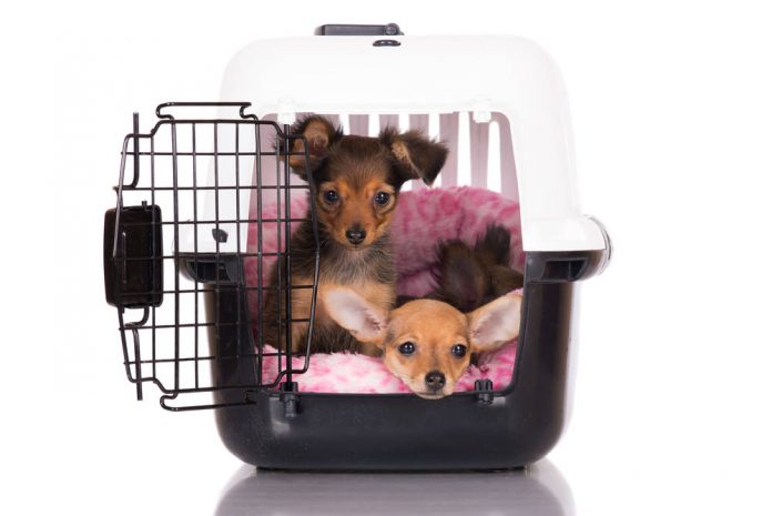 Is It Okay to Place Two Dogs In One Crate? The Answers Revealed