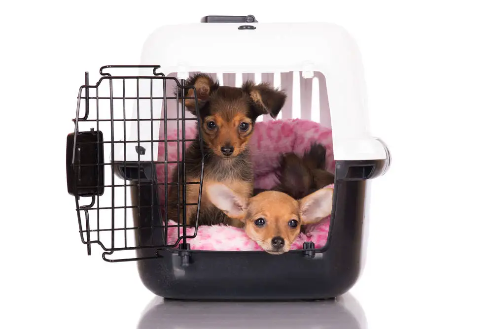 two dogs in one crate