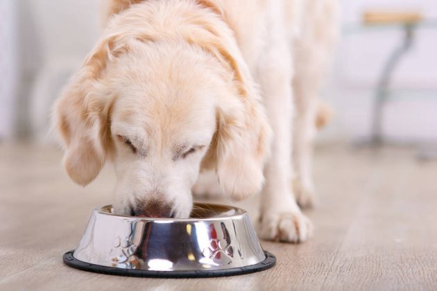 Where to Put Dog Bowls