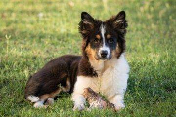 A Helpful Guide on the Australian Shepherd Eating Habits