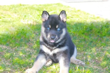 Can German Shepherds Have Blue Eyes? Answers Here!