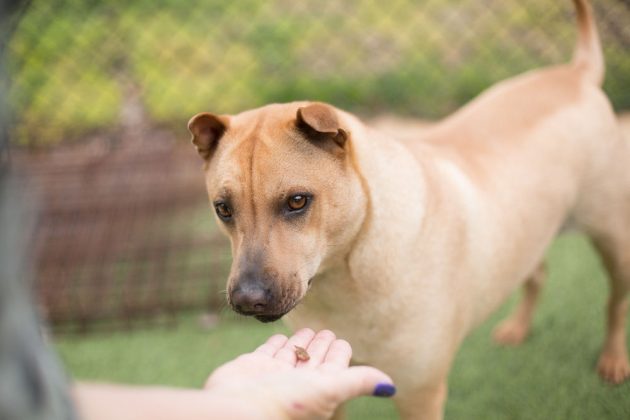 dog confidence building exercises