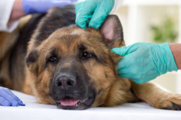 What You Need to Know About the German Shepherd Ear Yeast Infection