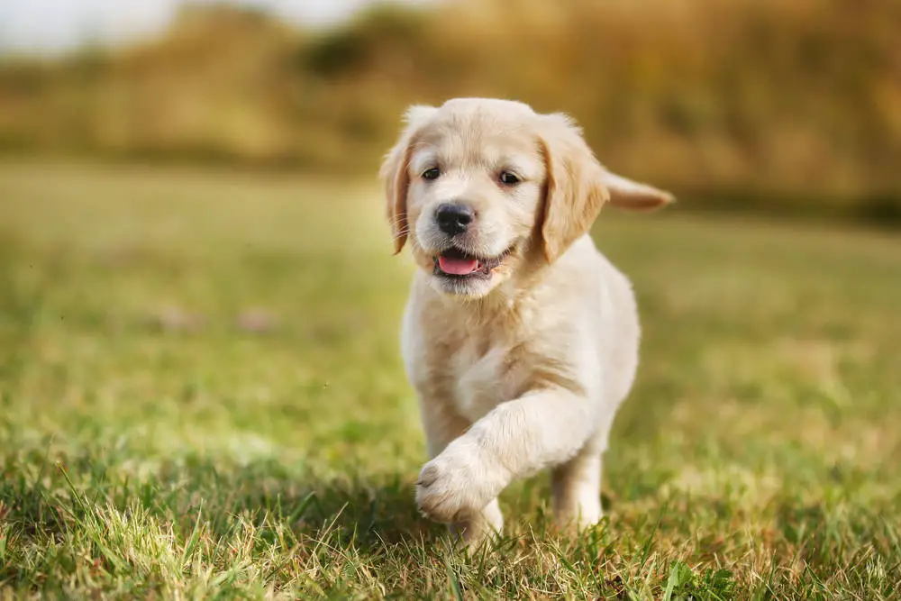 How to Pick a Golden Retriever Puppy