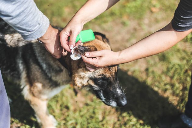 What You Need to Know About the German Shepherd Ear Yeast Infection