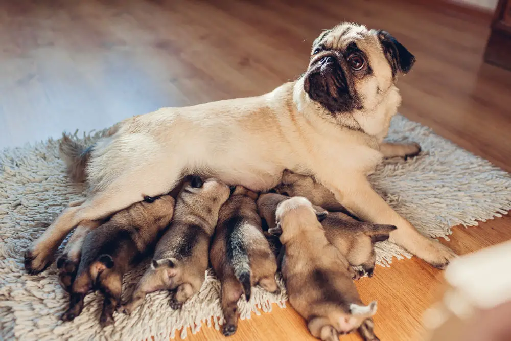 Pug dog feeding six puppies at home