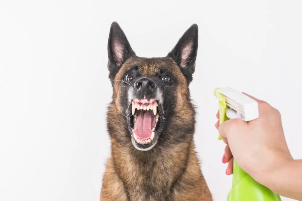 spray dog with vinegar to stop barking
