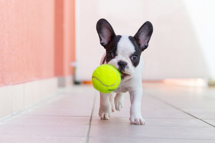 tennis balls bad for dogs