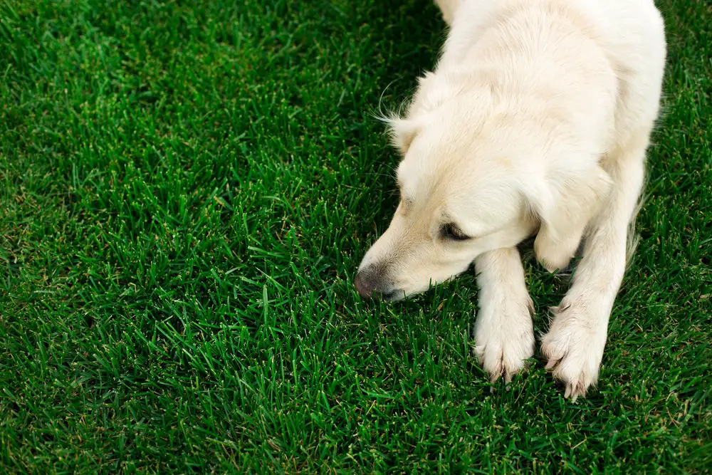 Can Dogs Get Postpartum Depression