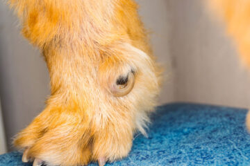 Dew Claw Removal Recovery Time: What to Know About Dewclaw