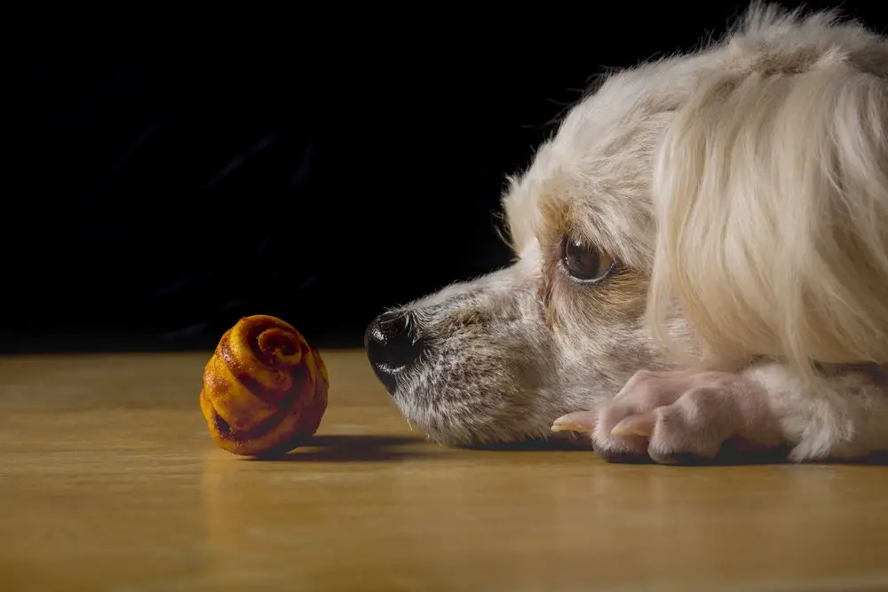 Dog looking to the bone like boring food